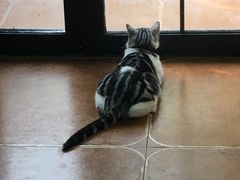 -李小姐の猫咖啡馆(五角场店)