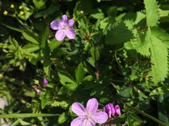 -白草畔自然风景区
