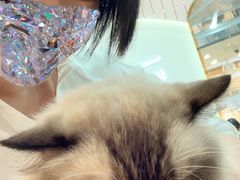 -糯米喵星人·撸猫猫舍咖啡馆(西市场嘉华店)