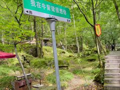 -牛背梁国家森林公园
