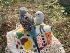 -青石桥花鸟鱼虫市场(叠翠城店)