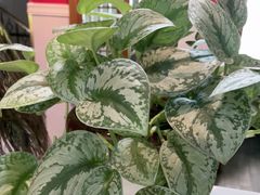 -观盐·盐帮菜(官园桥店)