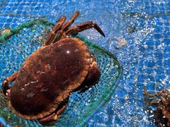 -巧克力渔家.小船海鲜胶东菜(万平口店)