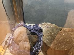 -悠尼宠物·独立低压伊珊娜洗护·美容·寄养(兰谷路店)