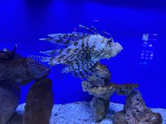 -洛阳龙门海洋馆