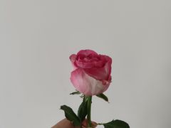 -CoCo都可(北新桥店)