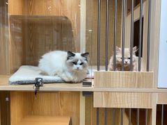 -老吴的猫·猫舍(新区店)