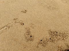-日照海滨国家森林公园