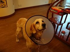 -爱侣宠医·鹦鹉专科·小型哺乳类·异宠专科(灵石路店)