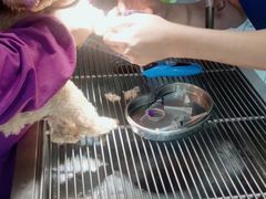 -A猫a狗全科·犬猫异宠·芥西宠物医院(南开总院)