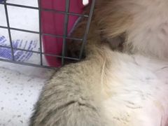 -伟伟宠物医院·瑞派猫友好医院·猫科(光谷店)