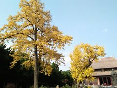 -苏州文庙(姑苏区)