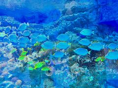 -海合安成都极地海洋公园