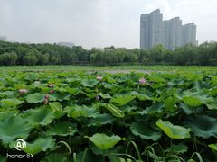 -高子水居