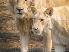 -济南野生动物世界