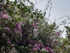 -深圳国际园林花卉博览园