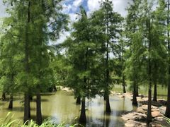 -上海长兴岛郊野公园