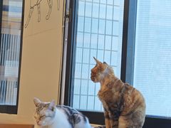 -有喵·猫咖·狗咖·30几只猫10只小狗(岗厦店)