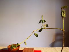 -春色如许·茶食餐厅(桃李春风店)