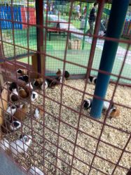 -萌宠亲子动物乐园(槐房万达店)