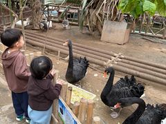 -呀路古热带植物园