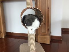 -Catmate·猫肥家润(金润铂宫店)