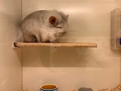 -龙猫仔乐园(惠福东路店)