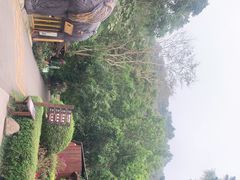 -野象谷景区