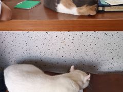 -有猫主题·治愈系猫咖(曾厝垵店)