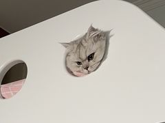 -猫大福·Fortune Cat猫舍(百子湾店)