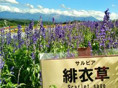 -富田农场