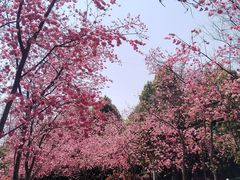-洛龙公园