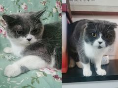 -我爱猫咪·猫咖·狗咖·安哥拉兔·羊驼咖(小寨华旗店)