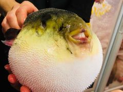 -天正河鲀·河豚亭(大连店)