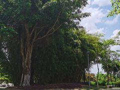 -厦门园林博览苑