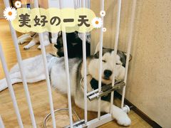 -Husky Go! 哈士奇体验馆·宠物咖啡厅狗咖