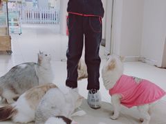 -怪兽屋·羊驼·猫咖·狗咖(俊华广场店)