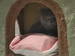 -猫小院猫主题餐厅(三里屯店)
