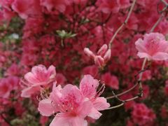 -木兰云雾山