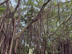 -大湾区中央湿地公园