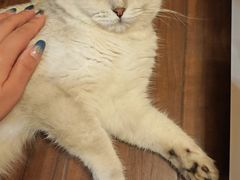 -猫大福·Fortune Cat猫舍(百子湾店)