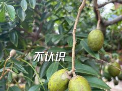 -曼丢傣家古寨