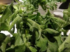 -一叶一世界•素食餐厅(环球中心店)