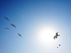 -长岛万鸟岛