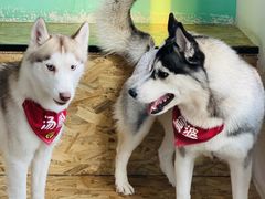 -Husky Go! 哈士奇体验馆·宠物咖啡厅狗咖