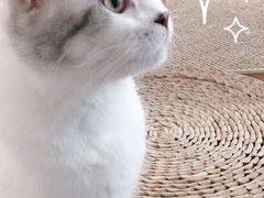 -Heymao猫咖.咖啡厅(东门店)