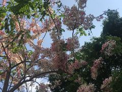 -深圳国际园林花卉博览园