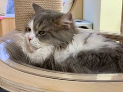 -猫和宫(六道口店)