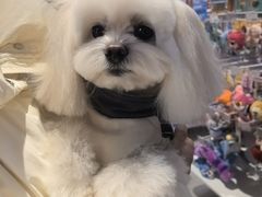 -FAELING PETS美天灵宠物(富力广场店)