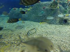 -沙沙哗啦海洋馆(华宇百花谷店)